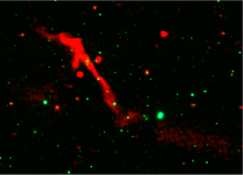 This LOFAR DR2 image of J1007+3540 superimposed over an optical image by Pan-STARRS shows a compact, bright inner jet, indicating the reawakening of what had been a ‘sleeping’ supermassive black hole at the heart of the gigantic radio galaxy.